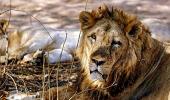 'We will do whatever is required to save the lions'