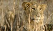 Viral, bacterial infections killed 17 of 23 lions: Gujarat govt to HC