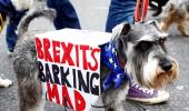 'Brexit's barking', say UK dog owners in 'Wooferendum March'