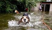 Good Samaritans work to rescue animals from Hurricane Florence