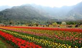 PHOTOS: Asia's largest tulip garden in full bloom