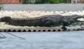 WATCH: Crocodile on roof of house in flood-hit K'taka