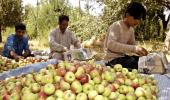 'Pear, apple harvest rotting in Kashmir'