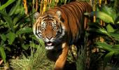 Tiger walks record 1,300 km for mate and prey