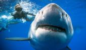 PHOTOS: Swimming with the 'biggest ever' Great White shark