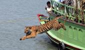 'Tiger populations have boomed'