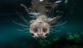 From whales to squids... Here's stunning life under the ocean wave