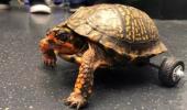 Turtle who lost both back legs gets rolling!