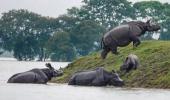 Assam flood: 90% of Kaziranga National Park submerged