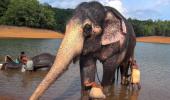 Pineapple filled with crackers kills elephant