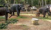 Inside India's first ever elephant rehab centre