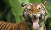 With 3,000 tigers India one of the safest habitats: PM