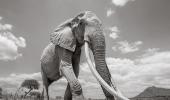 PHOTOS: Incredibly rare 'Elephant Queen' in Kenya