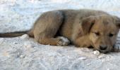 Pup orphaned during Baghdadi raid finds new home