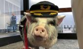 Meet LiLou, the pig who's helping out air passengers