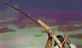 Respect all daughters: PM Modi at Dussehra event