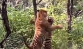 WATCH: When two tigers fought over tigress