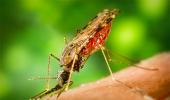 COVID-19 is not transmitted by mosquitoes, study shows