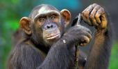 ED attaches chimpanzees, marmosets under PMLA in WB