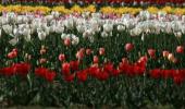 Asia's largest tulip garden shut due to COVID-19