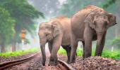 AI Steps In To Avert Elephant Tragedies