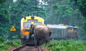 SNAPPED! When an elephant missed a train by inches