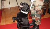 Meet Vida and Sophie, army dogs PM Modi spoke about