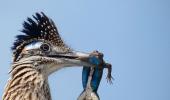 These images show birds at their very best!