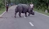 SEE: In Assam, Rhino takes a break on the road