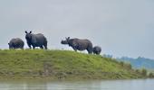 PHOTOS: Wildlife at Kaziranga struggles to stay afloat