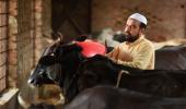 This Muslim runs a gaushala named after Lord Krishna