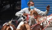 COVID-19 turns Eid insipid for goat sellers