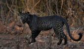 Rare 'black' leopard spotted in Tadoba, pic goes viral
