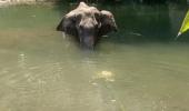 Death of Kerala elephant: CM says 3 under scanner