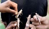 SEE: Locust clouds over Gururgram