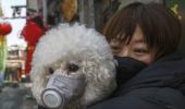 Pet dog first human-to-animal coronavirus case