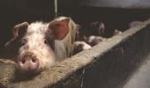 New swine flu with pandemic potential found in China