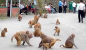 Shimla sees return of monkeys as lockdown eases