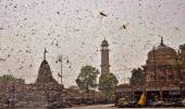 Swarms of locusts enter Jaipur residential areas