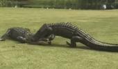 Gator vs Gator: Who do you think won?