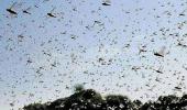 Maha, UP, MP target locusts; more invasions predicted