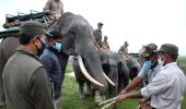 Elephant safari resumes at Kaziranga National Park