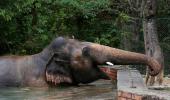 World's 'loneliest elephant' is finally free