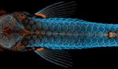 Miniature magnificence in Nikon Small World contest