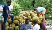 'Jackfruit flour may control diabetes'