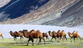 Double hump camel to help Army patrol China border