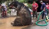 'Giant rat' found in Mexico drain, video goes viral