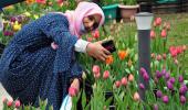 PHOTOS: A walk amid J-K's Tulip Garden