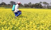 Pest Attack May Grow If Monsoon Weakens