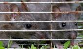 Rats nibble at farmer's body in Haryana hospital